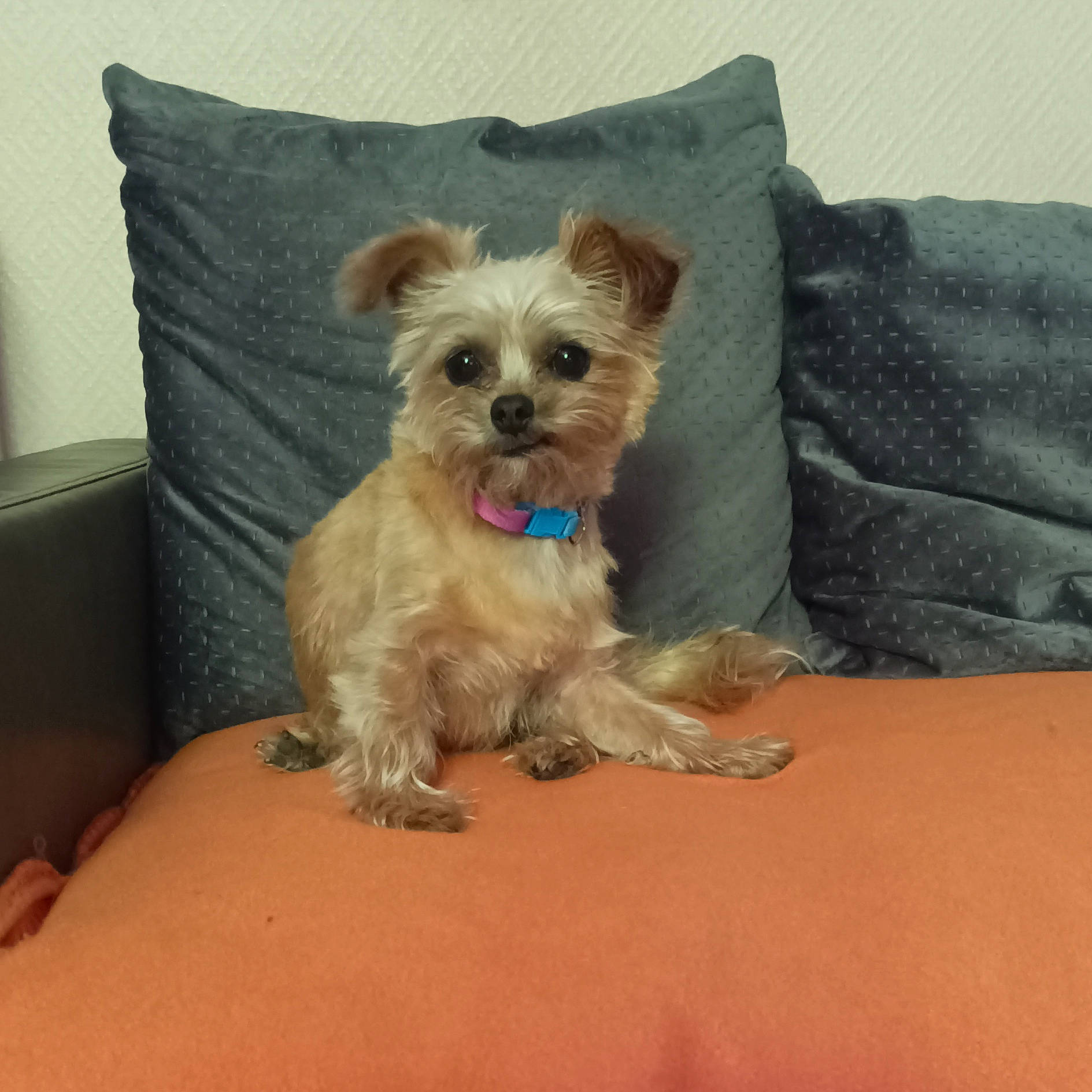 Lagertha a rejoint le concours — aidez-le/la à gagner de superbes lots ! biewer_terrier, canidae, carnivore, comfort, companion_dog, dog, dog_breed, dog_supply, fawn, fur, maltepoo, pet_supply, small_terrier, snout, sporting_group, terrier, toy_dog, working_animal, working_terrier, yorkipoo