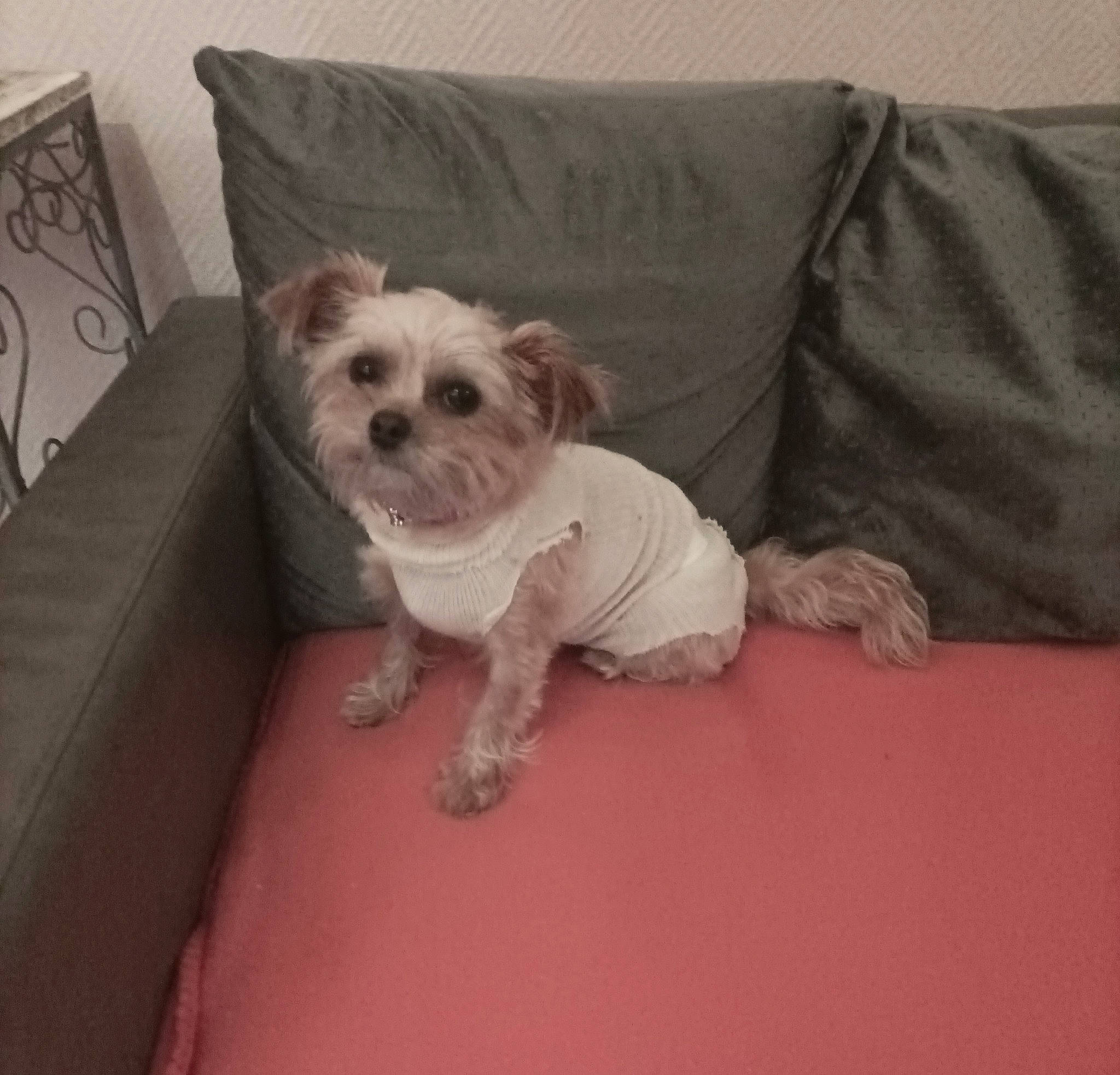 Lagertha a rejoint le concours — aidez-le/la à gagner de superbes lots ! canidae, carnivore, comfort, companion_dog, couch, dog, dog_breed, dog_clothes, dog_supply, fawn, fur, paw, pillow, puppy_love, small_terrier, snout, sporting_group, terrier, toy_dog, working_animal