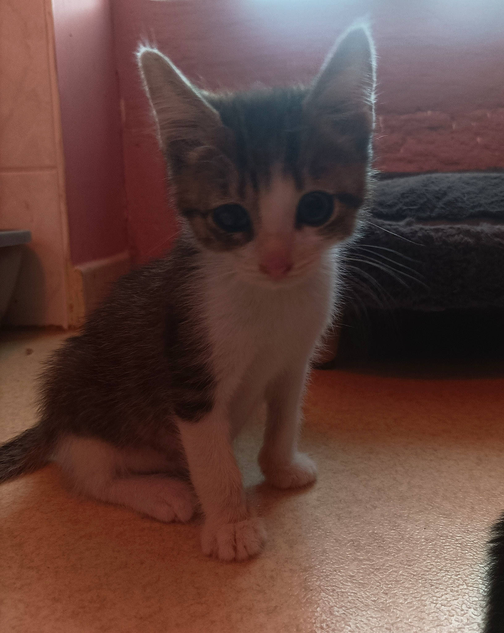 Link participe au concours pour gagner de l'argent avec cette photo : carnivore, cat, claw, comfort, domestic_short_haired_cat, eye, fawn, felidae, flooring, foot, fur, head, human_body, iris, leg, paw, small_to_medium_sized_cats, snout, tail, whiskers