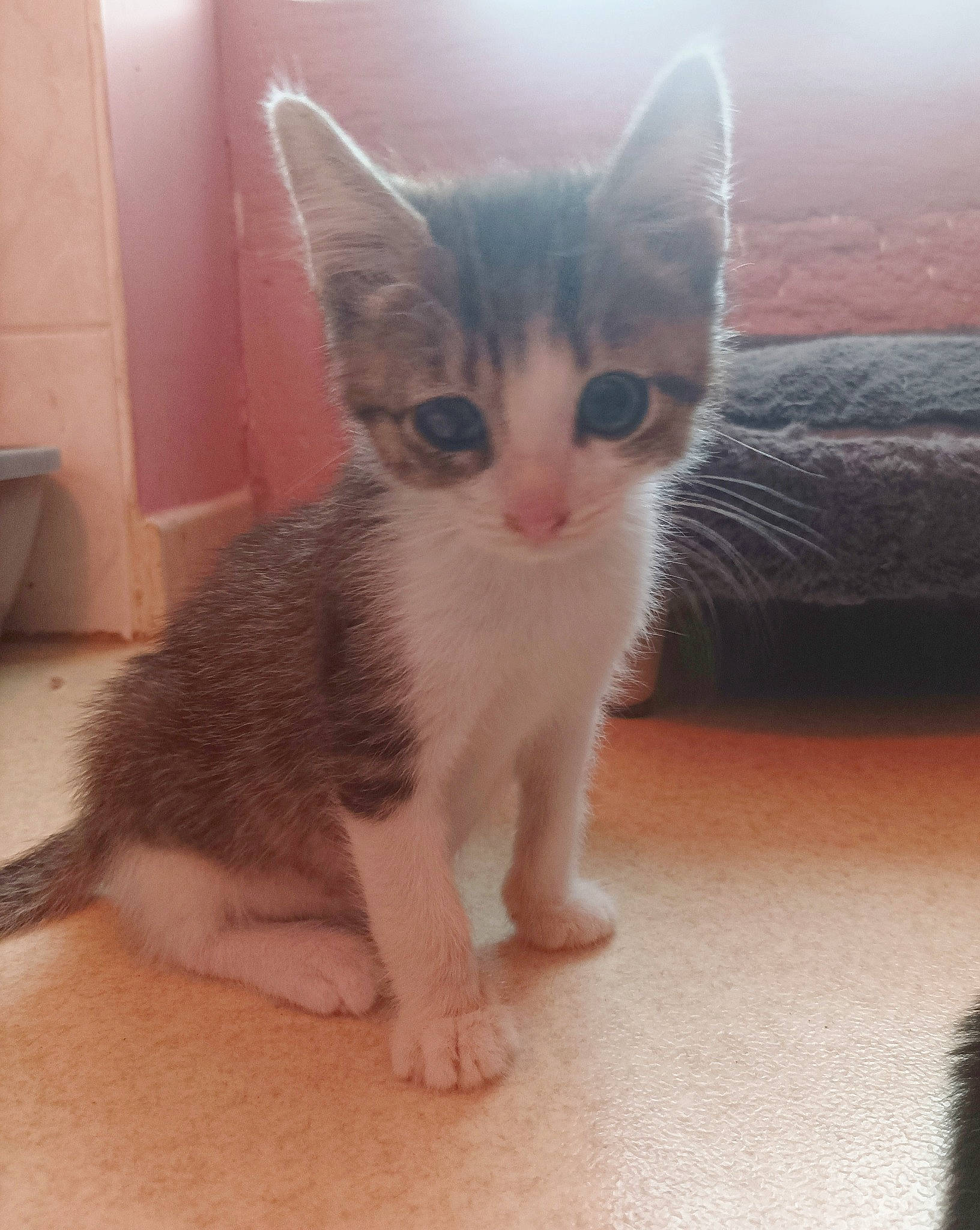 Link participe au concours pour gagner de l'argent avec cette photo : carnivore, cat, claw, comfort, domestic_short_haired_cat, eye, fawn, felidae, flooring, foot, fur, head, human_body, iris, leg, paw, small_to_medium_sized_cats, snout, tail, whiskers