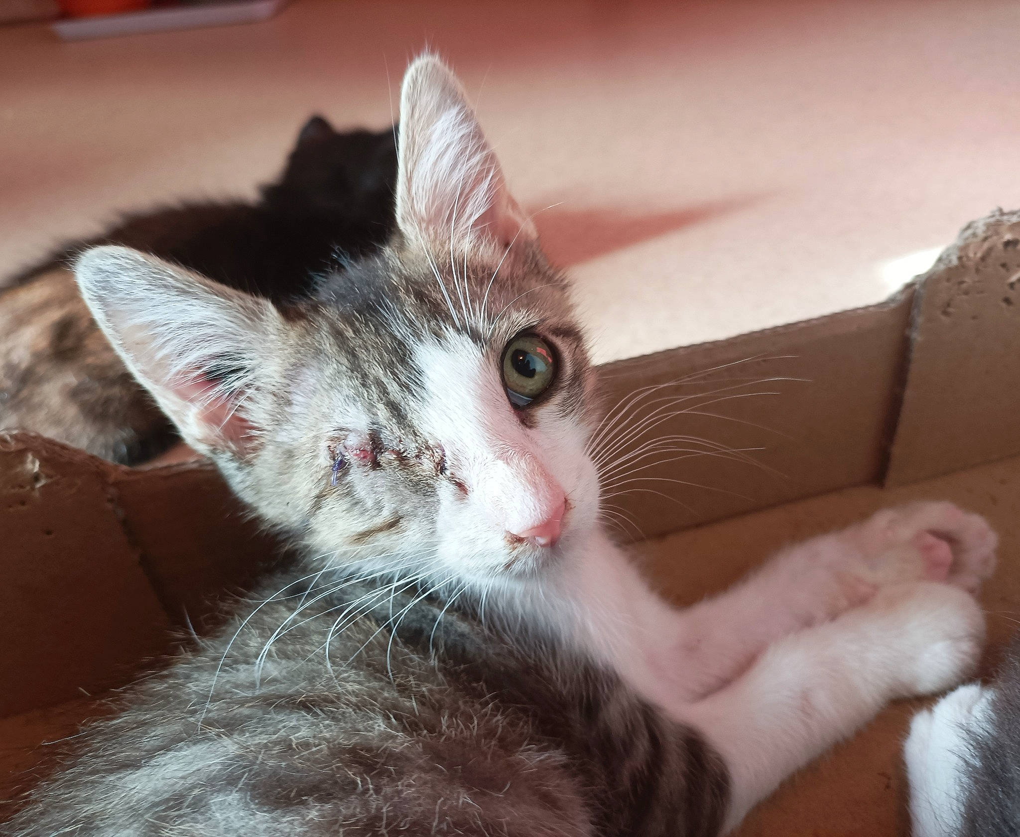 Link a rejoint le concours — aidez-le/la à gagner de superbes lots ! carnivore, cat, claw, comfort, domestic_short_haired_cat, ear, eye, fawn, felidae, foot, fur, jaw, paw, small_to_medium_sized_cats, snout, tail, whiskers, window