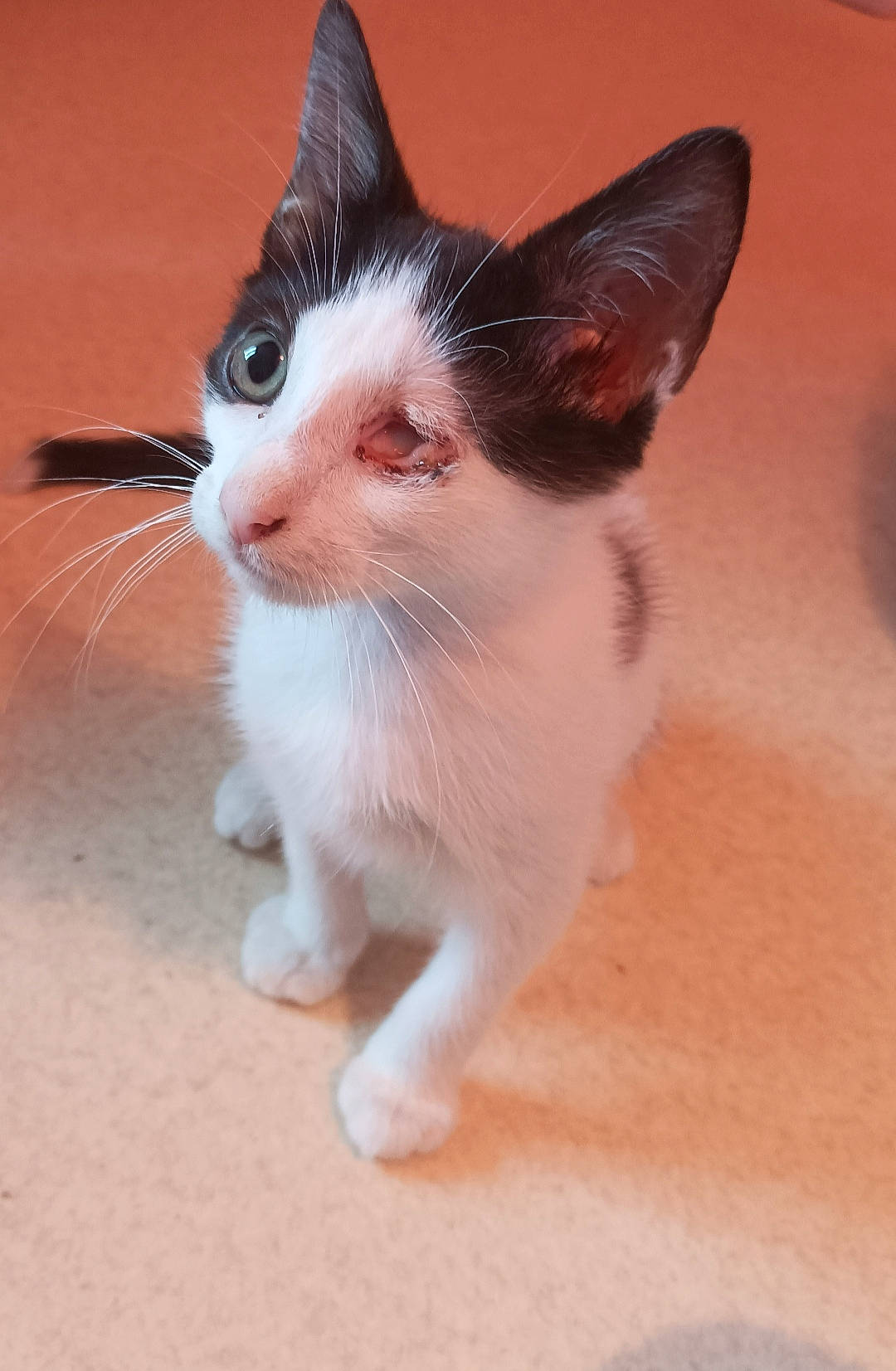 Picasso participe au concours pour gagner de l'argent avec cette photo : balance, carnivore, cat, domestic_short_haired_cat, felidae, flooring, foot, fur, hardwood, paw, small_to_medium_sized_cats, tail, whiskers, wood