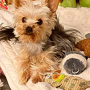 Tigrou a rejoint le concours — aidez-le/la à gagner de superbes lots ! dog, yorkshire_terrier, pet, toy, blanket, fur, cute, small_dog, indoor, cozy, resting, animal, furry, soft, plush_toy, curious, companion, brown, black, white