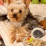 dog, yorkshire_terrier, pet, toy, blanket, fur, cute, small_dog, indoor, cozy, resting, animal, furry, soft, plush_toy, curious, companion, brown, black, white