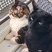 Willy Et Milo participe au concours pour gagner de l'argent avec cette photo : cat, cats, black_cat, tabby_cat, white_cat, two_animals, pet, feline, animal_portrait, window, windowsill, indoor, patterned_background, yellow_eyes, fur, whiskers, sitting, close_up, sunlight, home