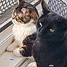 cat, cats, black_cat, tabby_cat, white_cat, two_animals, pet, feline, animal_portrait, window, windowsill, indoor, patterned_background, yellow_eyes, fur, whiskers, sitting, close_up, sunlight, home