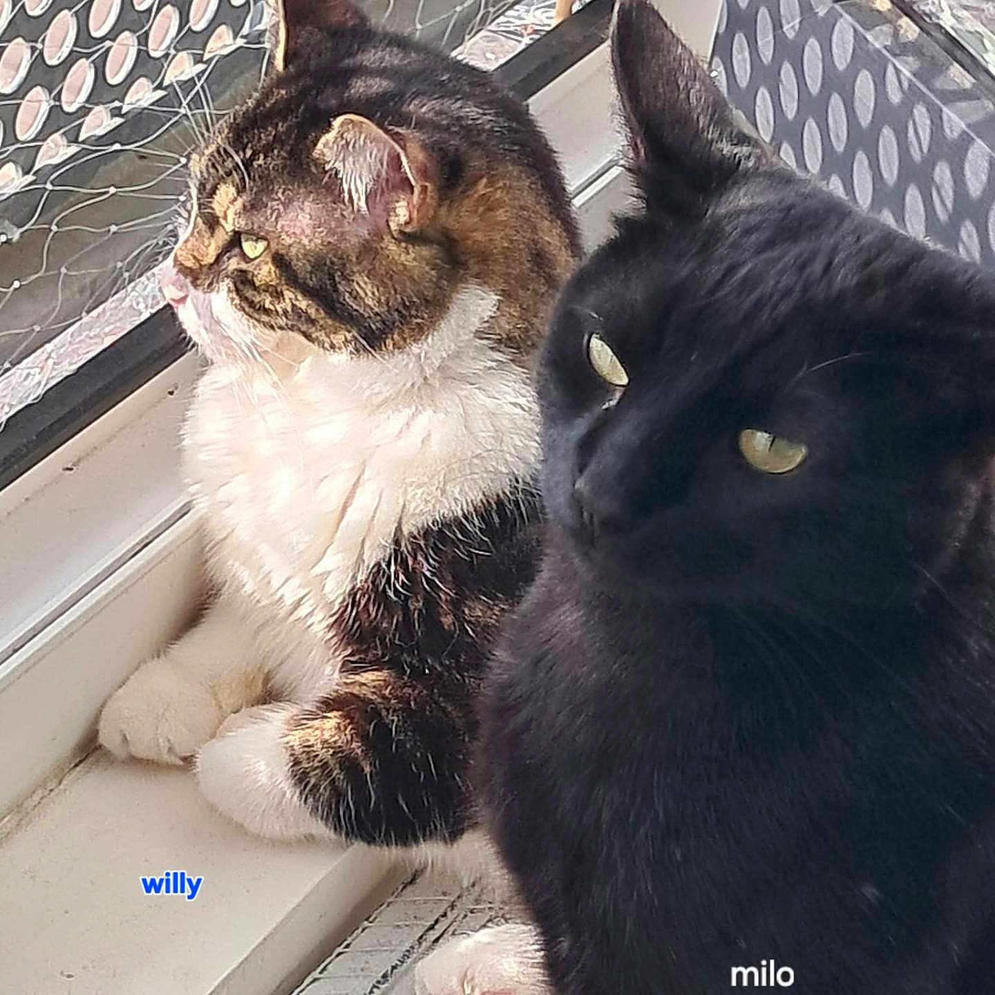 Willy Et Milo participe au concours pour gagner de l'argent avec cette photo : cat, cats, black_cat, tabby_cat, white_cat, two_animals, pet, feline, animal_portrait, window, windowsill, indoor, patterned_background, yellow_eyes, fur, whiskers, sitting, close_up, sunlight, home