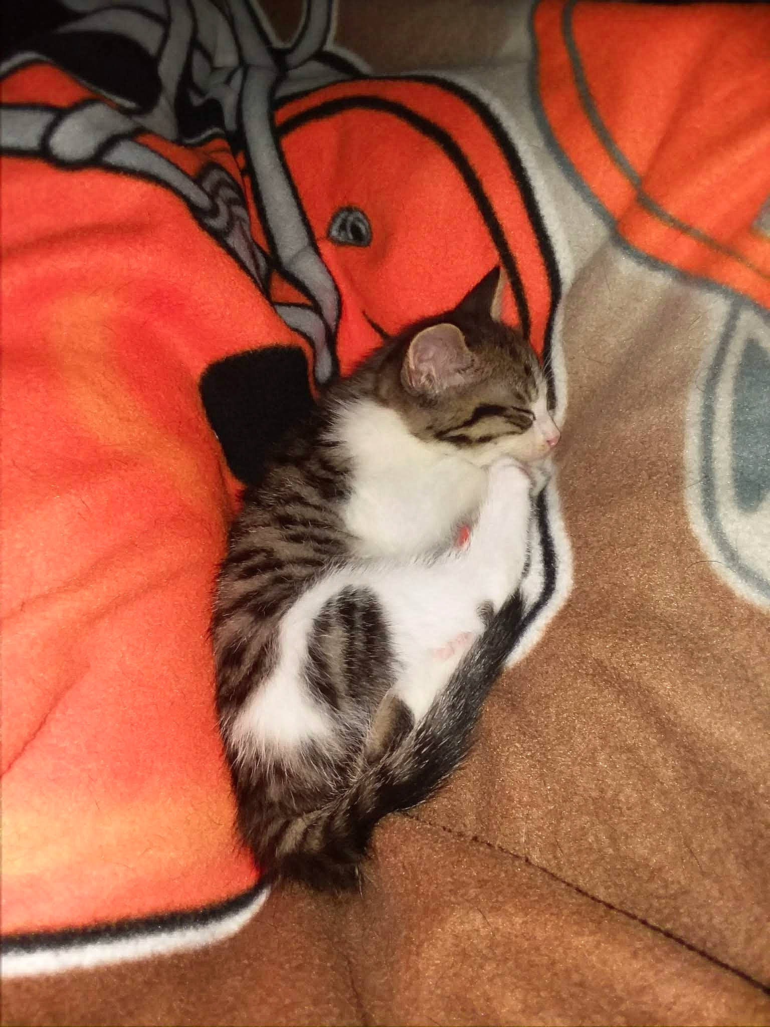 Scar is registered to the contest to win money with this photo: carnivore, cat, comfort, couch, domestic_short_haired_cat, fawn, felidae, flooring, foot, fur, grey, human_leg, leg, paw, sitting, small_to_medium_sized_cats, snout, tail, whiskers, wood