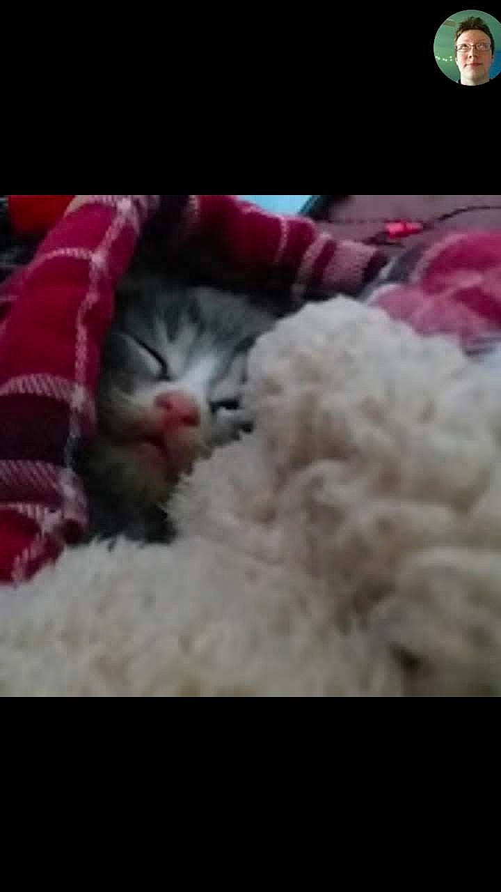 Scar is registered to the contest to win money with this photo: bed_sheet, bedding, carnivore, cat, cloud, comfort, domestic_short_haired_cat, felidae, flooring, fur, linens, magenta, nap, paw, pink, sky, sleep, small_to_medium_sized_cats, whiskers, wool