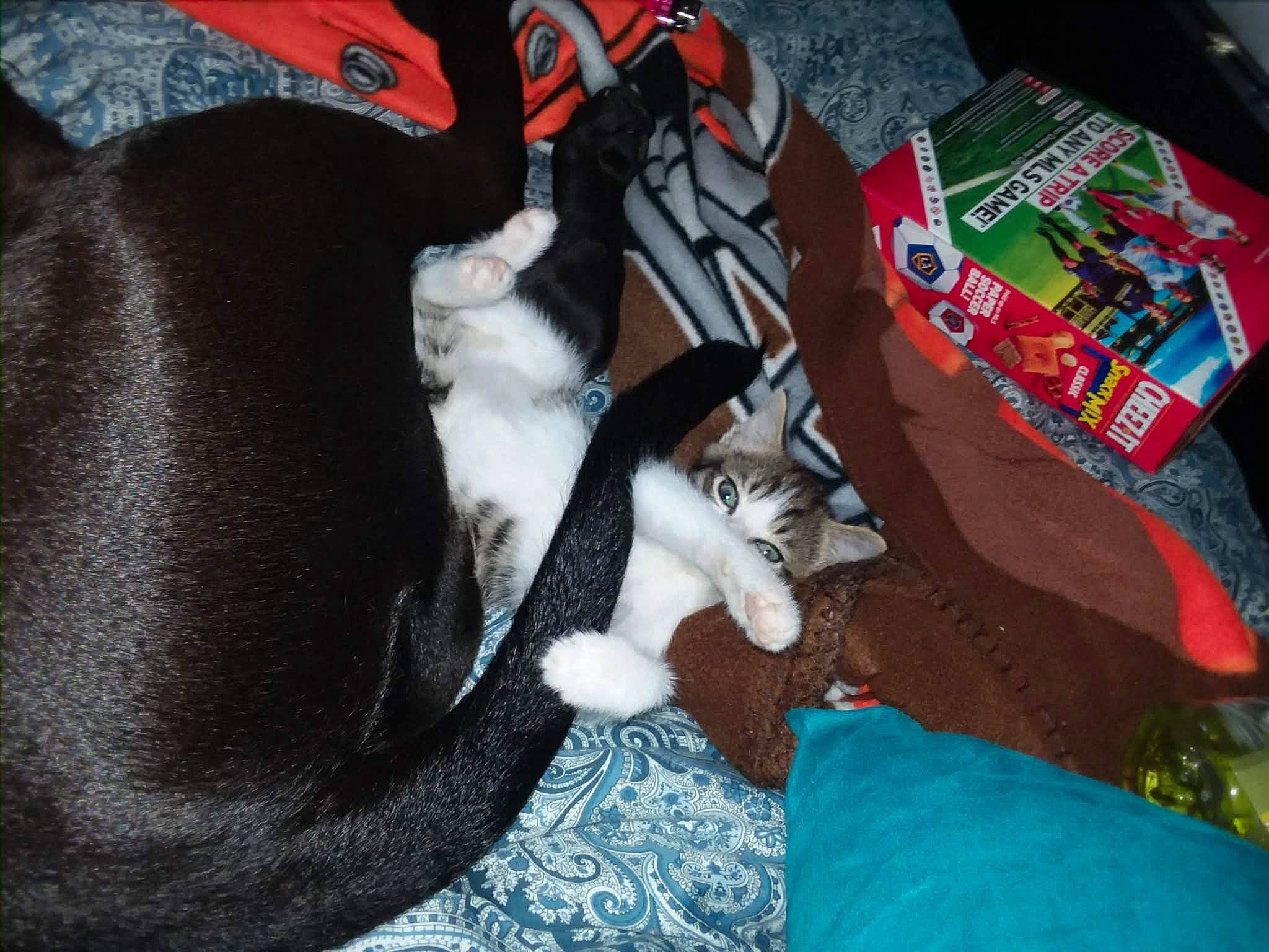 Scar is registered to the contest to win money with this photo: bag, canidae, carmine, carnivore, comfort, companion_dog, dog_breed, dog_supply, felidae, fur, linens, luggage_and_bags, small_to_medium_sized_cats, tail, whiskers