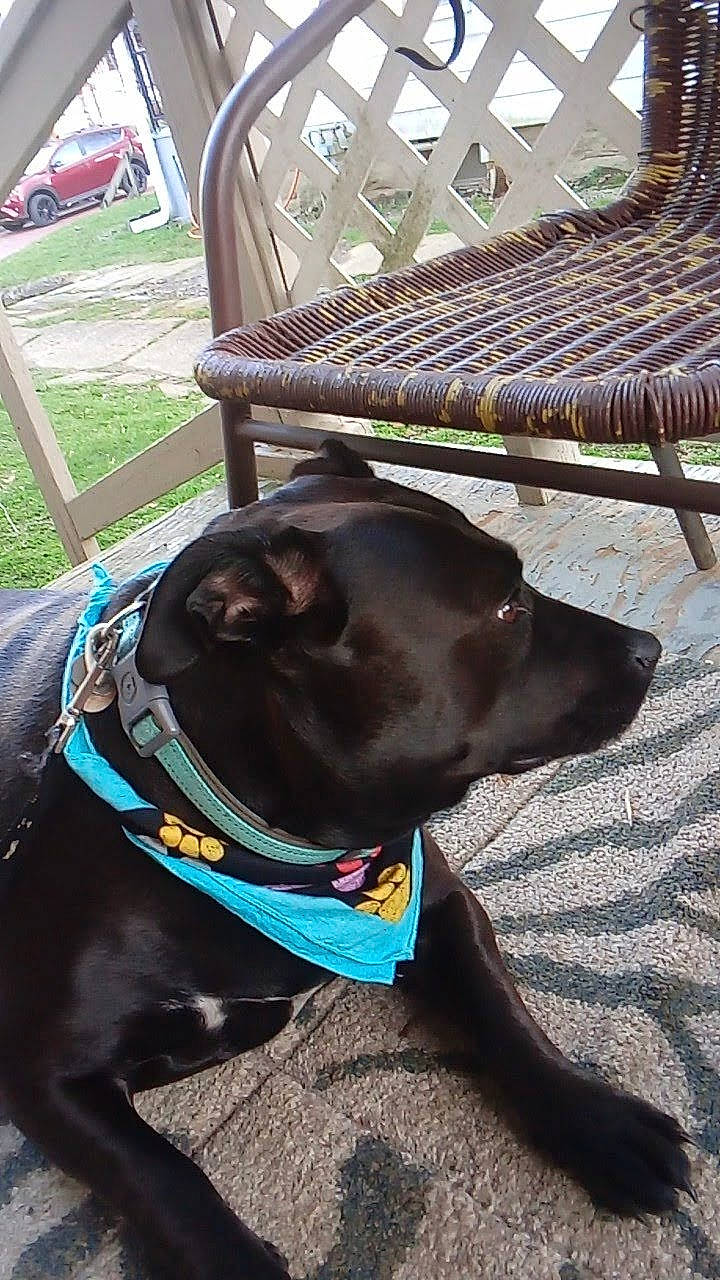 Cherokee joined the competition — help win amazing prizes! brown, canidae, carnivore, chair, collar, companion_dog, dog, dog_breed, dog_collar, dog_supply, fashion_accessory, fawn, green, leash, liver, outdoor_furniture, pet_supply, snout, sporting_group, working_animal