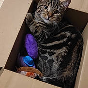 Maurice a rejoint le concours — aidez-le/la à gagner de superbes lots ! cat, tabby_cat, feline, pet, animal, box, cardboard, indoors, floor, tile, sitting, lying_down, striped_fur, green_eyes, whiskers, ears, toys, purple_toy, blue_toy, portrait