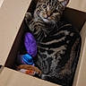 cat, tabby_cat, feline, pet, animal, box, cardboard, indoors, floor, tile, sitting, lying_down, striped_fur, green_eyes, whiskers, ears, toys, purple_toy, blue_toy, portrait