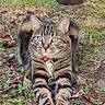 Maurice a rejoint le concours — aidez-le/la à gagner de superbes lots ! cat, tabby_cat, striped_fur, green_eyes, outdoor, garden, grass, tree, nature, animal, pet, collar, harness, tag, front_view, stretching, lying_down, whiskers, close_up, portrait