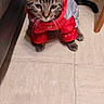 cat, tabby_cat, pet, animal, costume, jacket, red_clothing, silver_clothing, dressed_cat, standing, indoor, home, tiled_floor, sofa, chair, human_legs, whiskers, ears, portrait, funny
