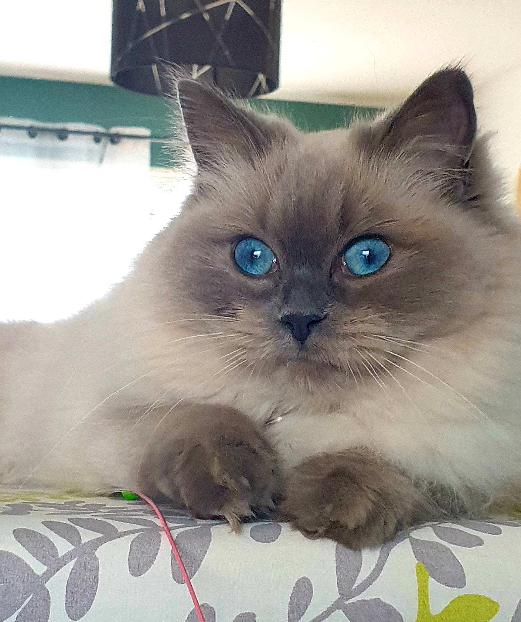 Tahiti participe au concours pour gagner de l'argent avec cette photo : balinese, birman, box, carnivore, cat, electric_blue, fawn, felidae, fur, iris, paw, ragdoll, siamese, small_to_medium_sized_cats, snout, terrestrial_animal, thai, whiskers