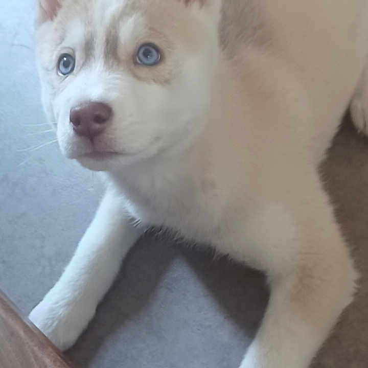 Vikys a rejoint le concours — aidez-le/la à gagner de superbes lots ! animal, bodypart, bulldog, canine, cat, dog, eskimodog, hardwood, hound, husky, indoors, interiordesign, kitten, mouth, person, pet, puppy, white, whitedog, wood