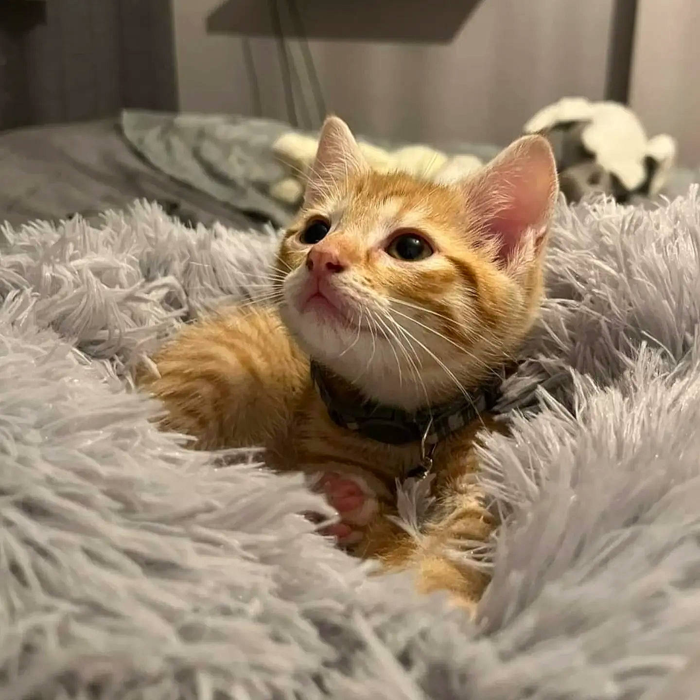 Bowie joined the competition — help win amazing prizes! carnivore, cat, claw, domestic_short_haired_cat, fawn, felidae, fur, grass, paw, plant, small_to_medium_sized_cats, snout, terrestrial_animal, whiskers