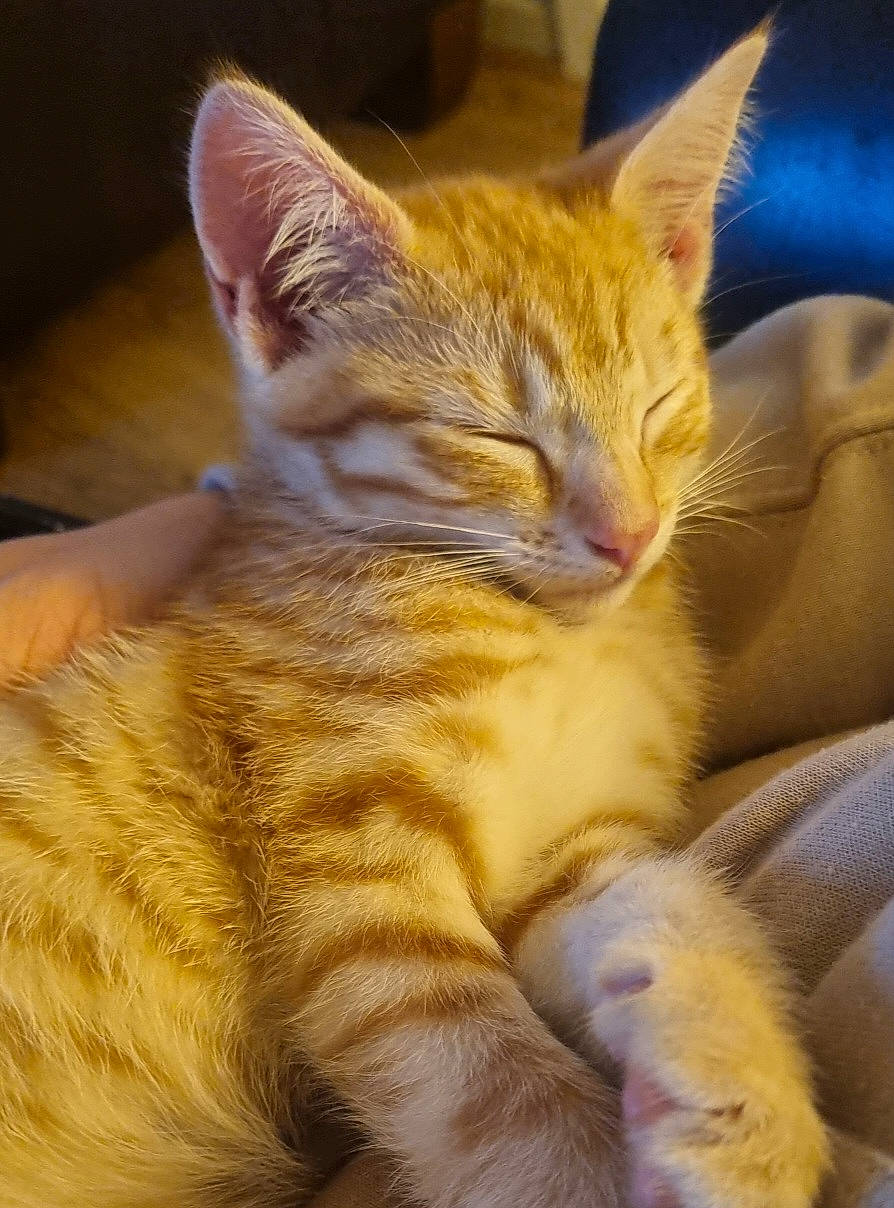 Bowie is registered to the contest to win money with this photo: carnivore, cat, claw, close_up, comfort, domestic_short_haired_cat, ear, fawn, felidae, fur, human_leg, nap, paw, sitting, small_to_medium_sized_cats, snout, tail, terrestrial_animal, whiskers, wildlife