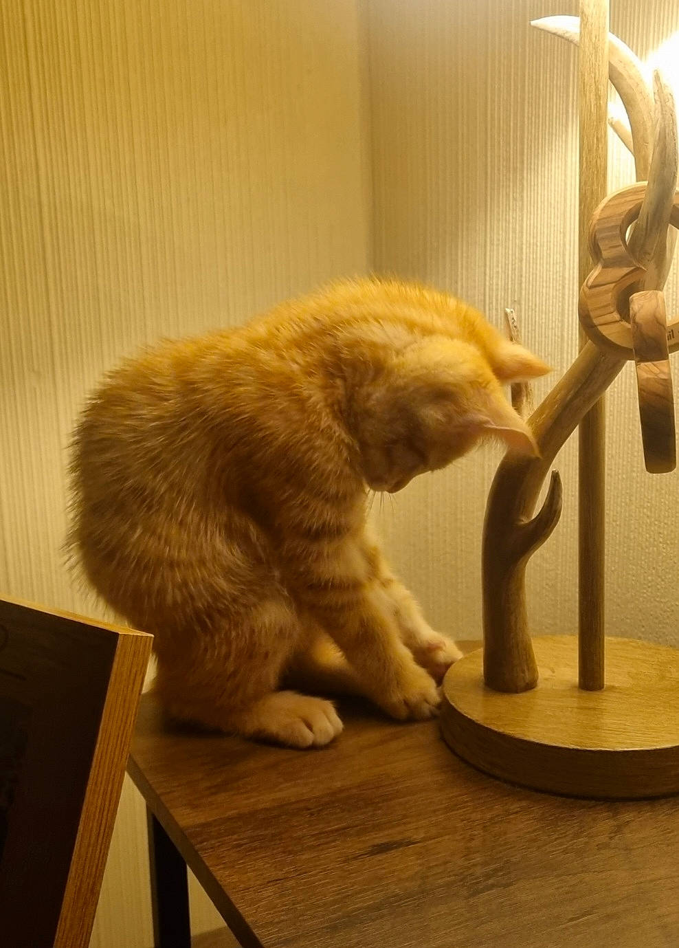 Bowie joined the competition — help win amazing prizes! art, artifact, bear, carnivore, cat, claw, desk, fawn, felidae, flooring, fur, hardwood, room, small_to_medium_sized_cats, table, tail, terrestrial_animal, visual_arts, whiskers, wood