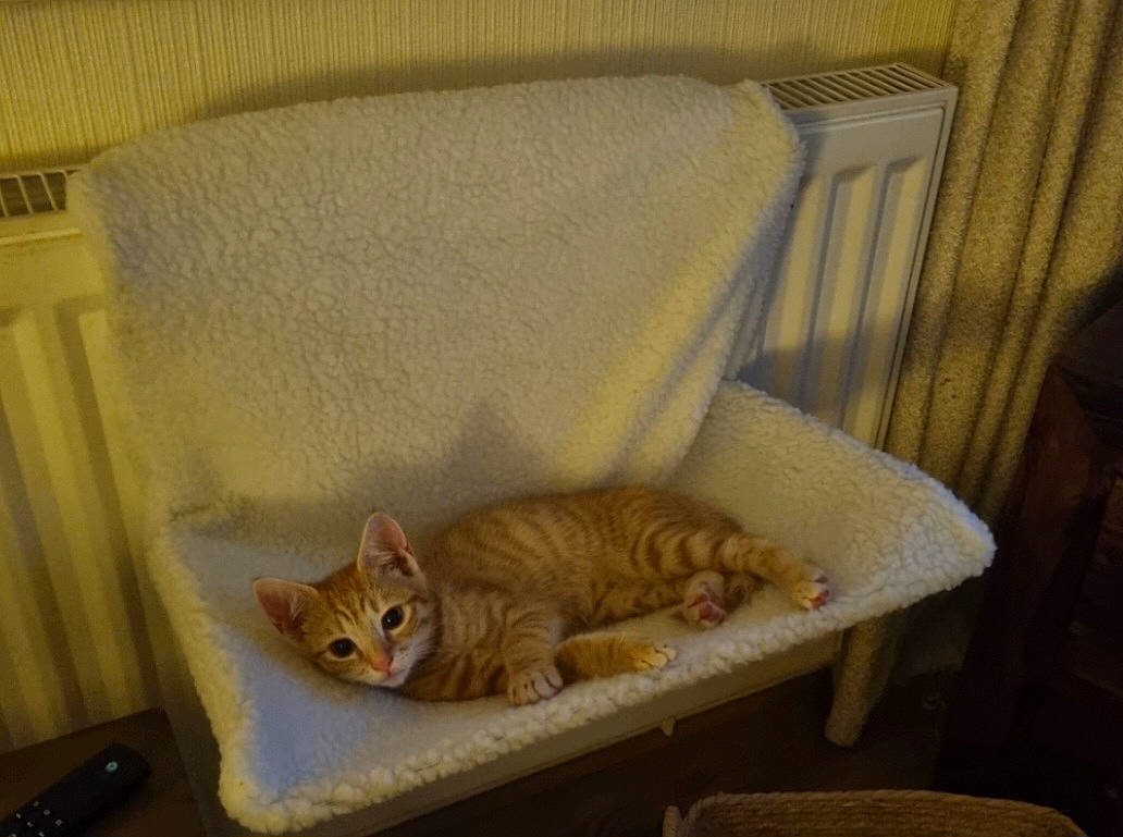 Bowie joined the competition — help win amazing prizes! carnivore, cat, cat_supply, comfort, couch, curtain, domestic_short_haired_cat, fawn, felidae, flooring, fur, hardwood, linens, paw, pet_supply, room, small_to_medium_sized_cats, tail, whiskers, wood