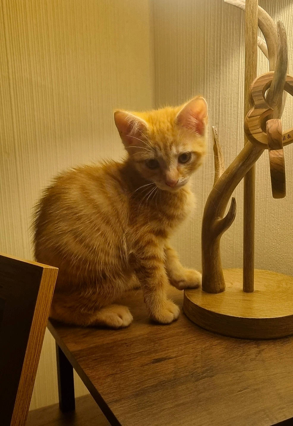 Bowie joined the competition — help win amazing prizes! art, carnivore, cat, cat_supply, chair, domestic_short_haired_cat, fawn, felidae, fur, hardwood, metal, paw, pet_supply, room, small_to_medium_sized_cats, snout, table, tail, whiskers, wood