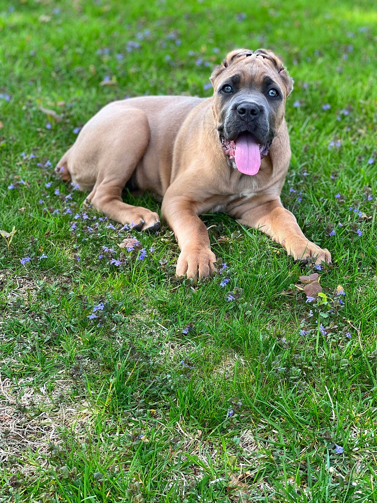 Athena joined the competition — help win amazing prizes! canidae, carnivore, companion_dog, dog, dog_breed, fawn, flower, grass, grassland, green, groundcover, meadow, molosser, people_in_nature, plant, snout, sporting_group, terrestrial_animal, working_dog, wrinkle