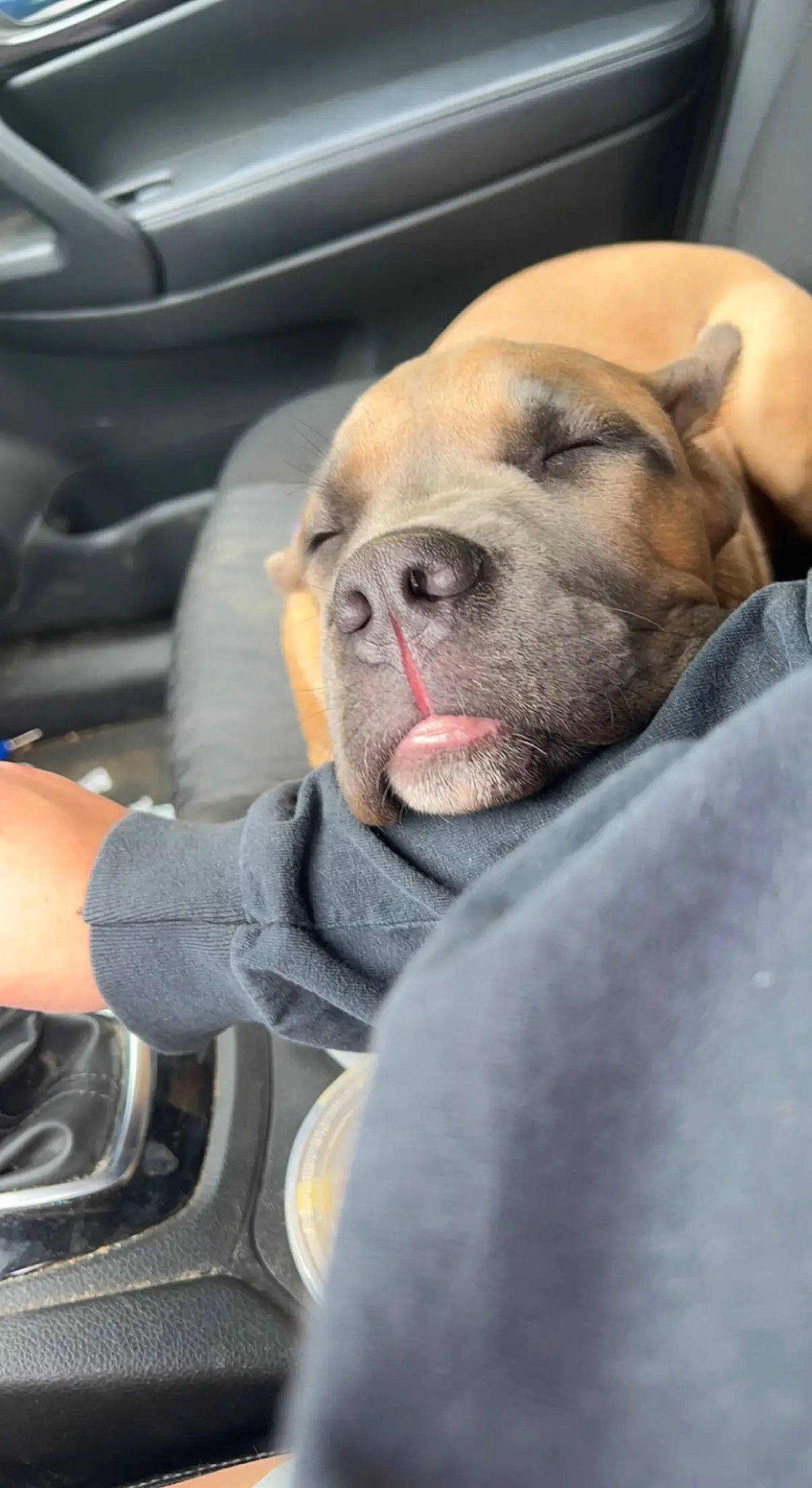 Athena joined the competition — help win amazing prizes! auto_part, automotive_design, canidae, car, car_seat_cover, carnivore, collar, comfort, companion_dog, dog, dog_breed, family_car, fawn, personal_luxury_car, sporting_group, steering_wheel, vehicle_door, whiskers, working_animal, wrinkle