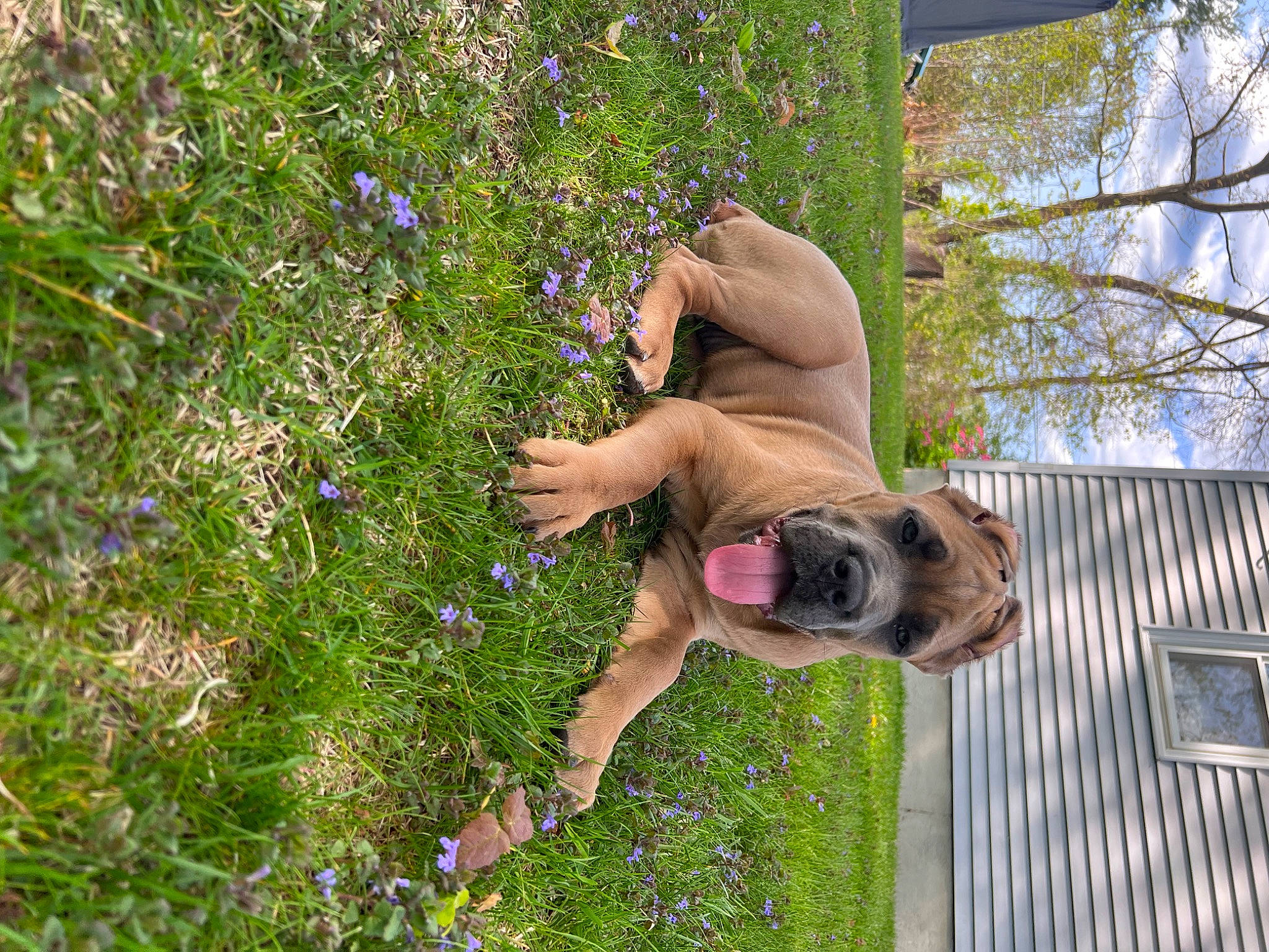 Athena is registered to the contest to win money with this photo: annual_plant, carnivore, dog, fawn, flower, flowering_plant, fun, grass, groundcover, herbaceous_plant, house, human_leg, people_in_nature, plant, purple, shrub, spring, sunglasses, tree, wood