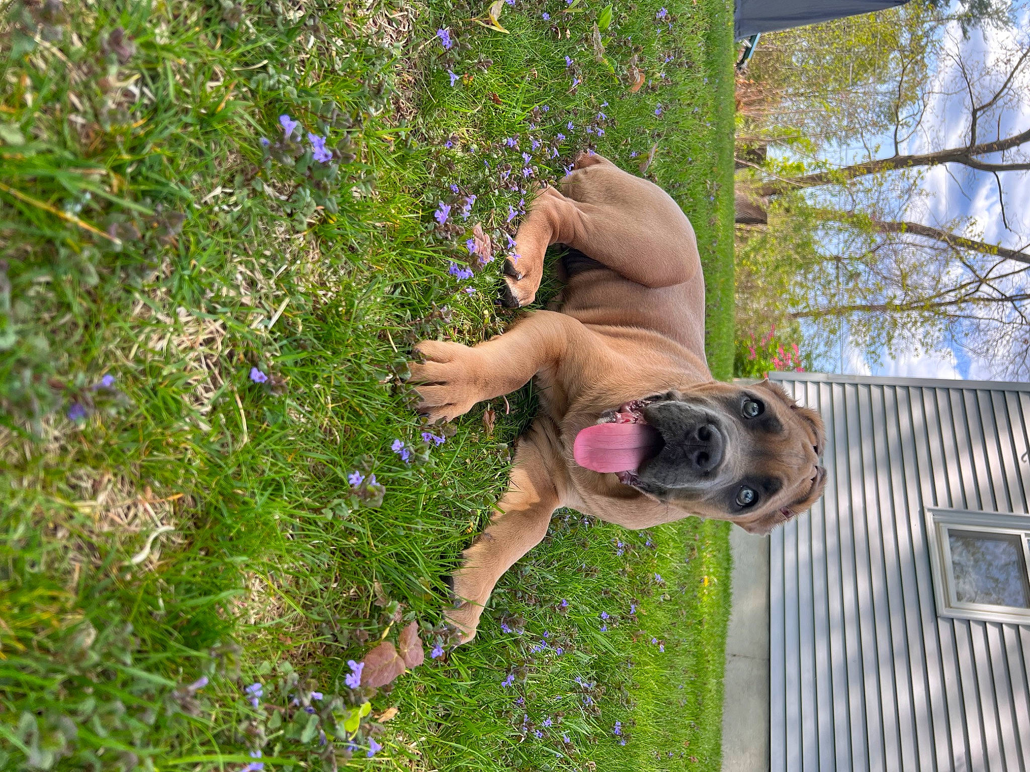 Athena is registered to the contest to win money with this photo: annual_plant, dog, eyewear, fawn, flower, flowering_plant, fun, grass, groundcover, herbaceous_plant, house, people_in_nature, plant, shrub, sky, sunglasses, tree, wildflower, window, wood