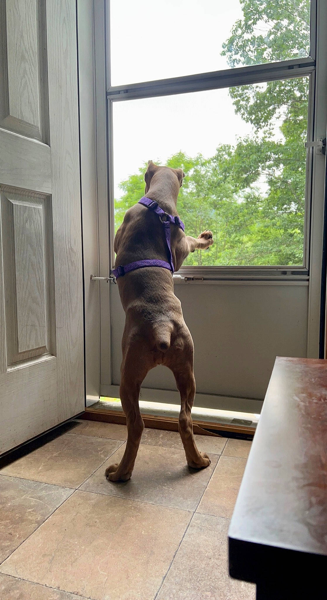 Athena is registered to the contest to win money with this photo: barefoot, dog, dog_breed, door, elbow, fawn, fixture, floor, flooring, hardwood, human_leg, knee, leg, shorts, sky, thigh, tree, trunk, window, wood