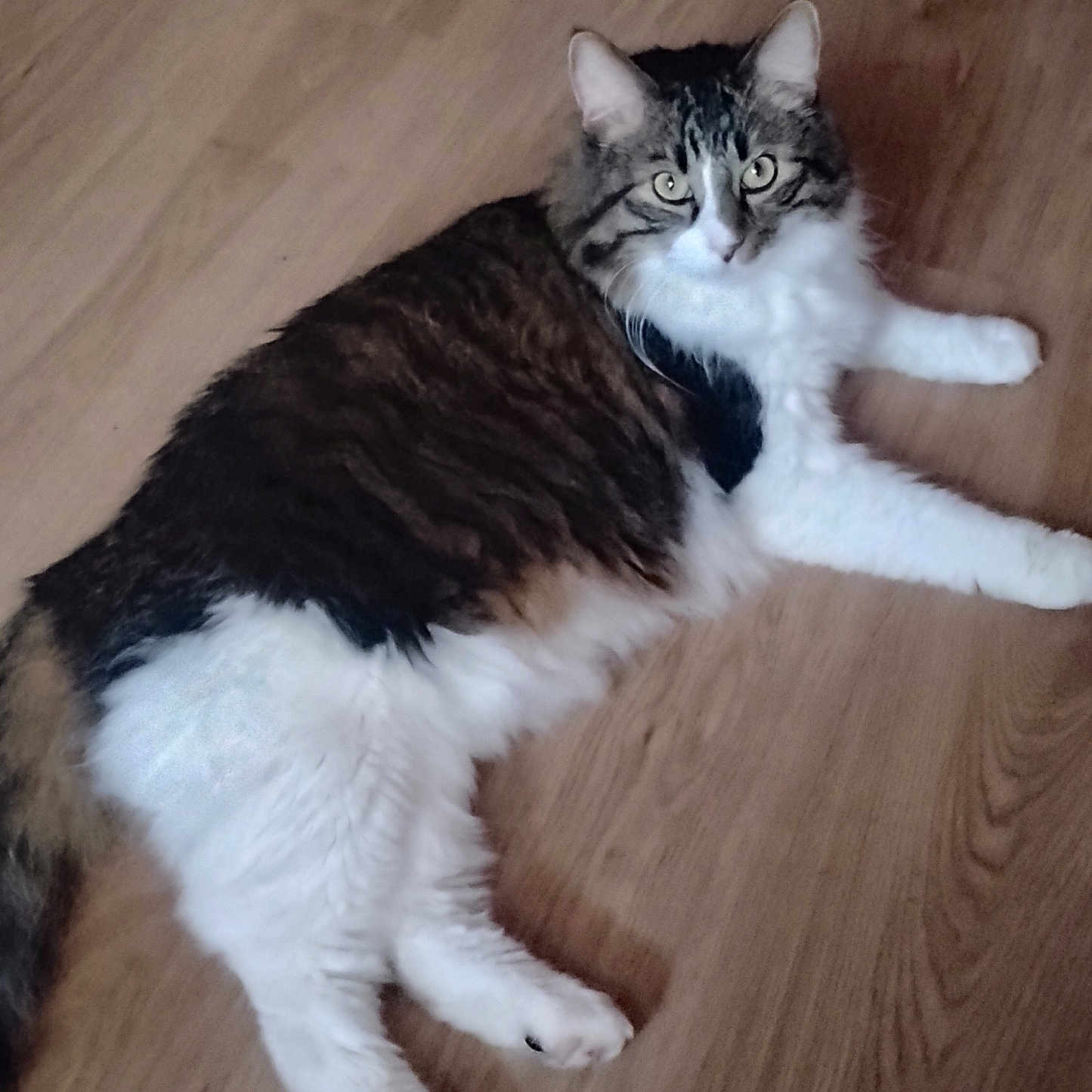 Gizmo joined the competition — help win amazing prizes! animal, cat, curious, domestic_animal, ears, feline, floor, fluffy, fur, indoor, laying_down, looking_at_camera, paws, pet, relaxed, tabby, tail, whiskers, white_fur, wooden_floor