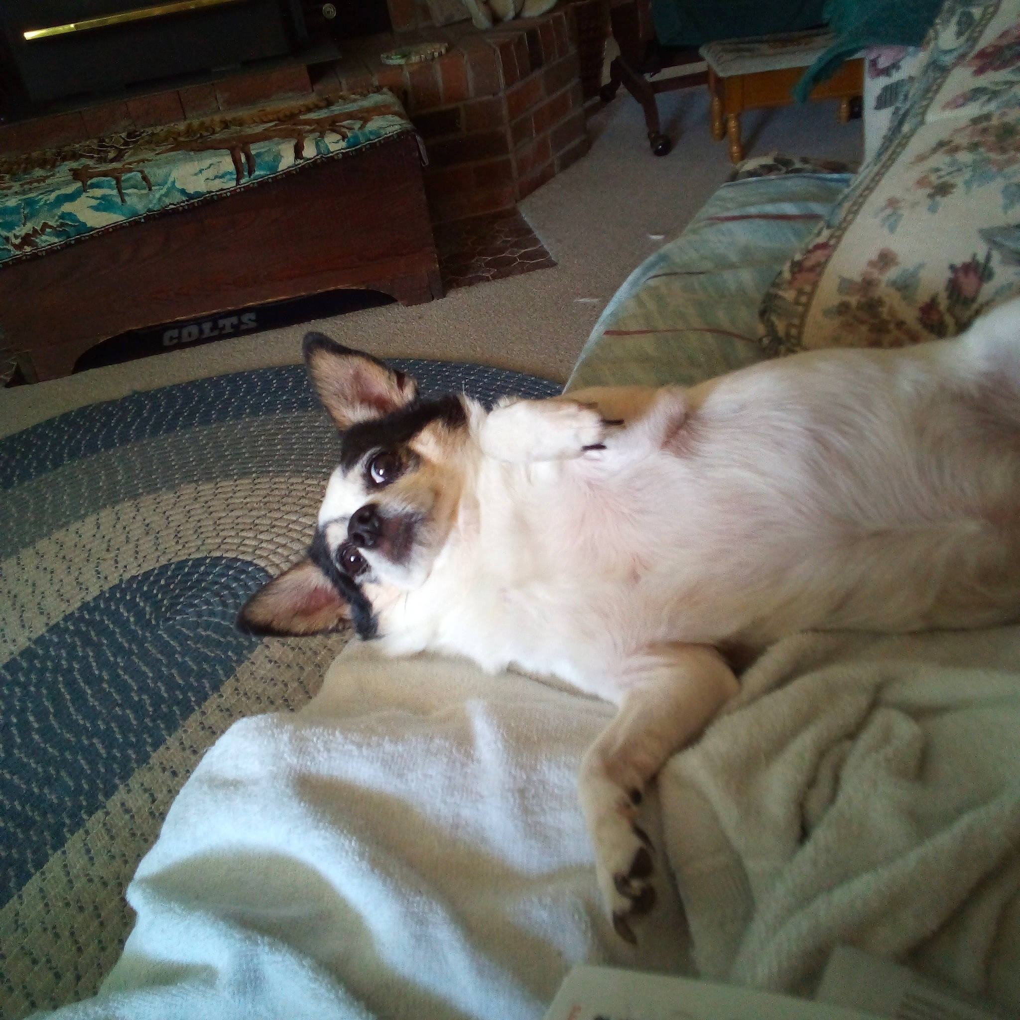 Jesse is registered to the contest to win money with this photo: canidae, carnivore, cat, chair, comfort, companion_dog, couch, dog_breed, domestic_short_haired_cat, fawn, felidae, flooring, fur, hardwood, linens, small_to_medium_sized_cats, snout, sporting_group, tail, whiskers