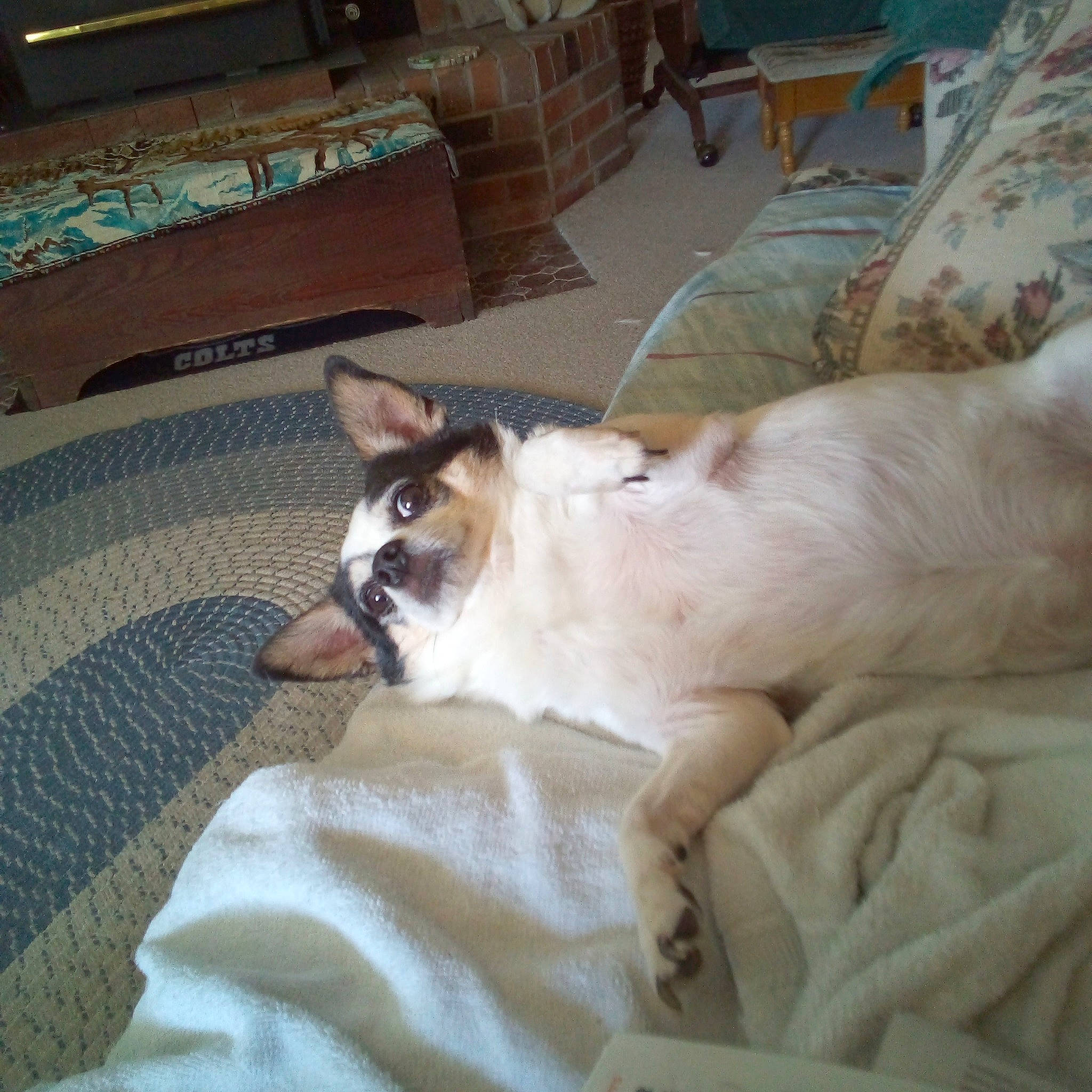 Jesse joined the competition — help win amazing prizes! canidae, carnivore, cat, chair, comfort, companion_dog, couch, dog_breed, domestic_short_haired_cat, fawn, felidae, flooring, fur, hardwood, linens, room, small_to_medium_sized_cats, sporting_group, whiskers, wood