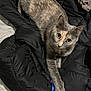 animal, bed, black_jacket, cat, colorful, curious, eyes, feline, fur, indoor, looking_up, paws, pet, playful, resting, ribbons, striped, tabby, toy, whiskers