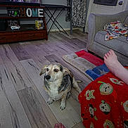 Koda joined the competition — help win amazing prizes! dog, wooden_floor, living_room, blanket, couch, foot, furniture, decor, sitting, pet, indoor, cozy, colorful, home, relaxed, animal, paws, flooring, blanket_pattern, casual