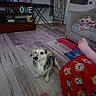 dog, wooden_floor, living_room, blanket, couch, foot, furniture, decor, sitting, pet, indoor, cozy, colorful, home, relaxed, animal, paws, flooring, blanket_pattern, casual