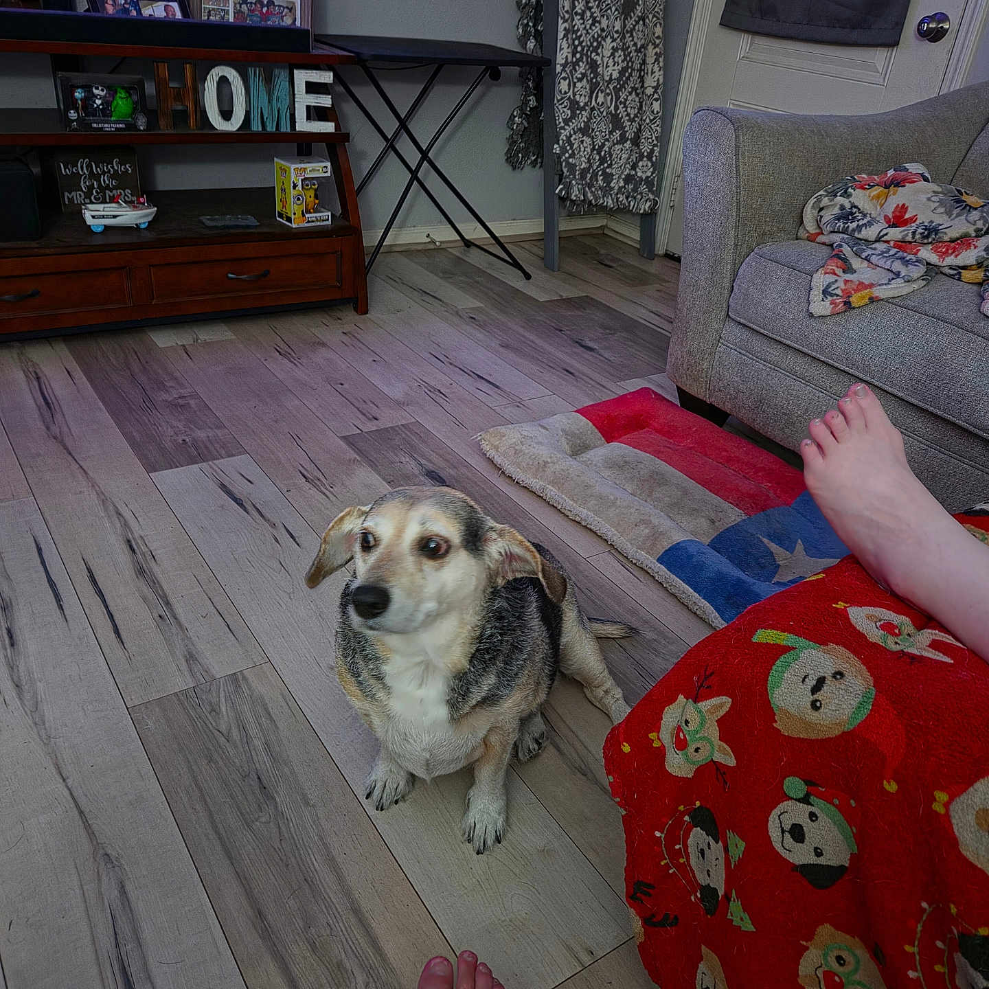 Koda joined the competition — help win amazing prizes! dog, wooden_floor, living_room, blanket, couch, foot, furniture, decor, sitting, pet, indoor, cozy, colorful, home, relaxed, animal, paws, flooring, blanket_pattern, casual
