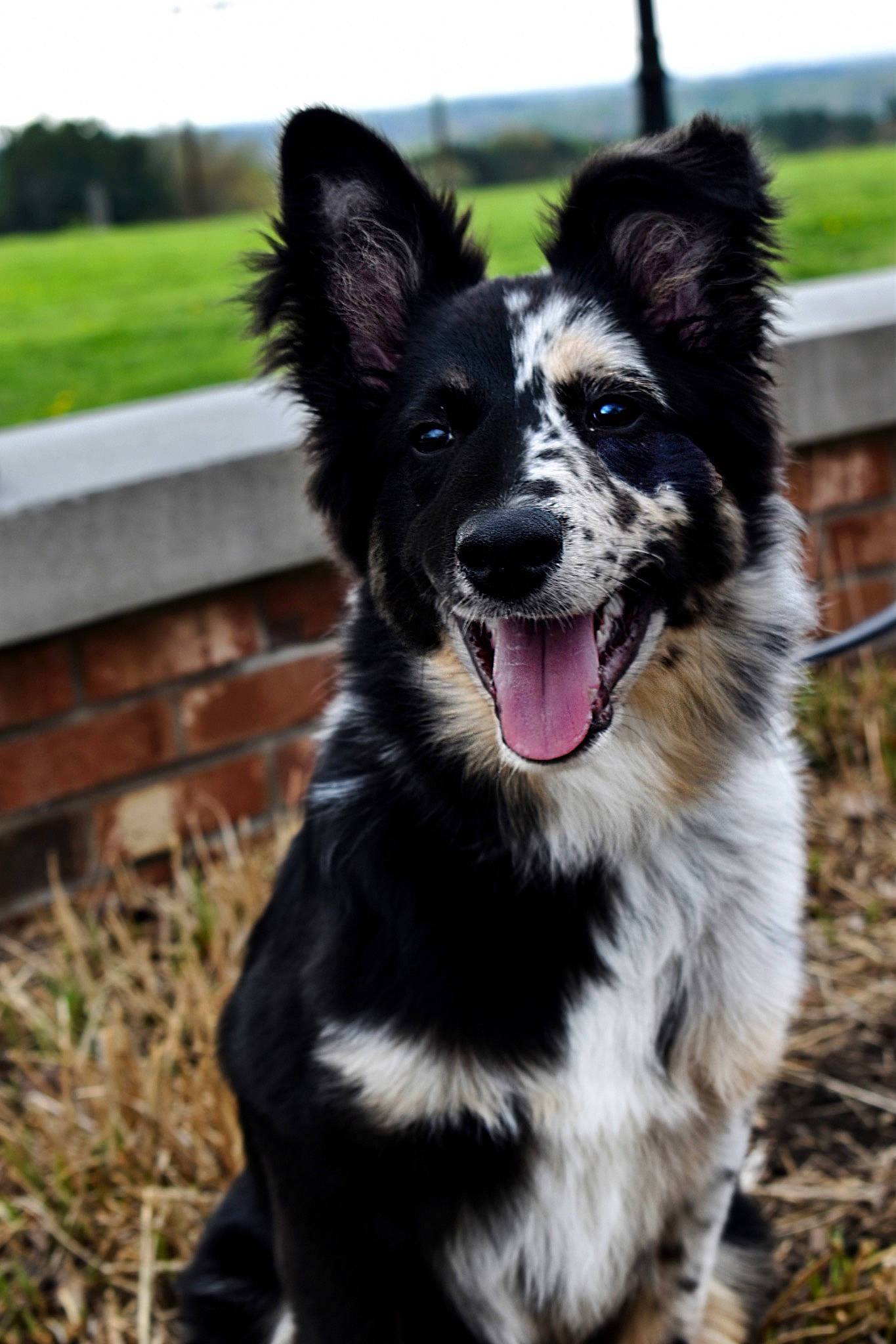 Bentley joined the competition — help win amazing prizes! border_collie, canidae, carnivore, collar, companion_dog, dog, dog_breed, dog_collar, fur, grass, herding_dog, mcnab, plant, snout, sporting_group, tail, whiskers, working_animal, working_dog