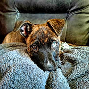 Mia is registered to the contest to win money with this photo: animal, blanket, blue_eye, brown_eye, closeup, comfort, couch, cozy, cute, dog, ears, face, fur, heterochromia, indoor, pet, portrait, puppy, relaxation, soft