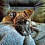 animal, blanket, blue_eye, brown_eye, closeup, comfort, couch, cozy, cute, dog, ears, face, fur, heterochromia, indoor, pet, portrait, puppy, relaxation, soft