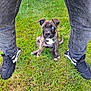 Mia is registered to the contest to win money with this photo: animal, black_shoes, brown_puppy, casual, cute, dog, grass, green_grass, heterochromia, jeans, legs, nike, outdoor, person, pet, puppy, sitting, sneakers, white_markings, young_dog