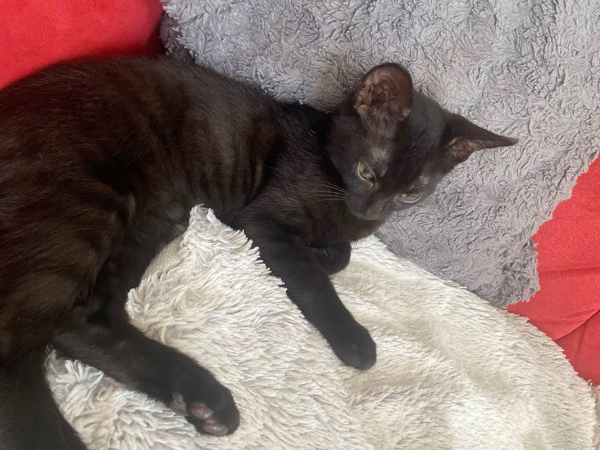 Brownie participe au concours pour gagner de l'argent avec cette photo : black_cat, bombay, carnivore, cat, claw, comfort, dog_breed, domestic_short_haired_cat, felidae, fur, grey, havana_brown, liver, paw, small_to_medium_sized_cats, snout, tail, terrestrial_animal, whiskers