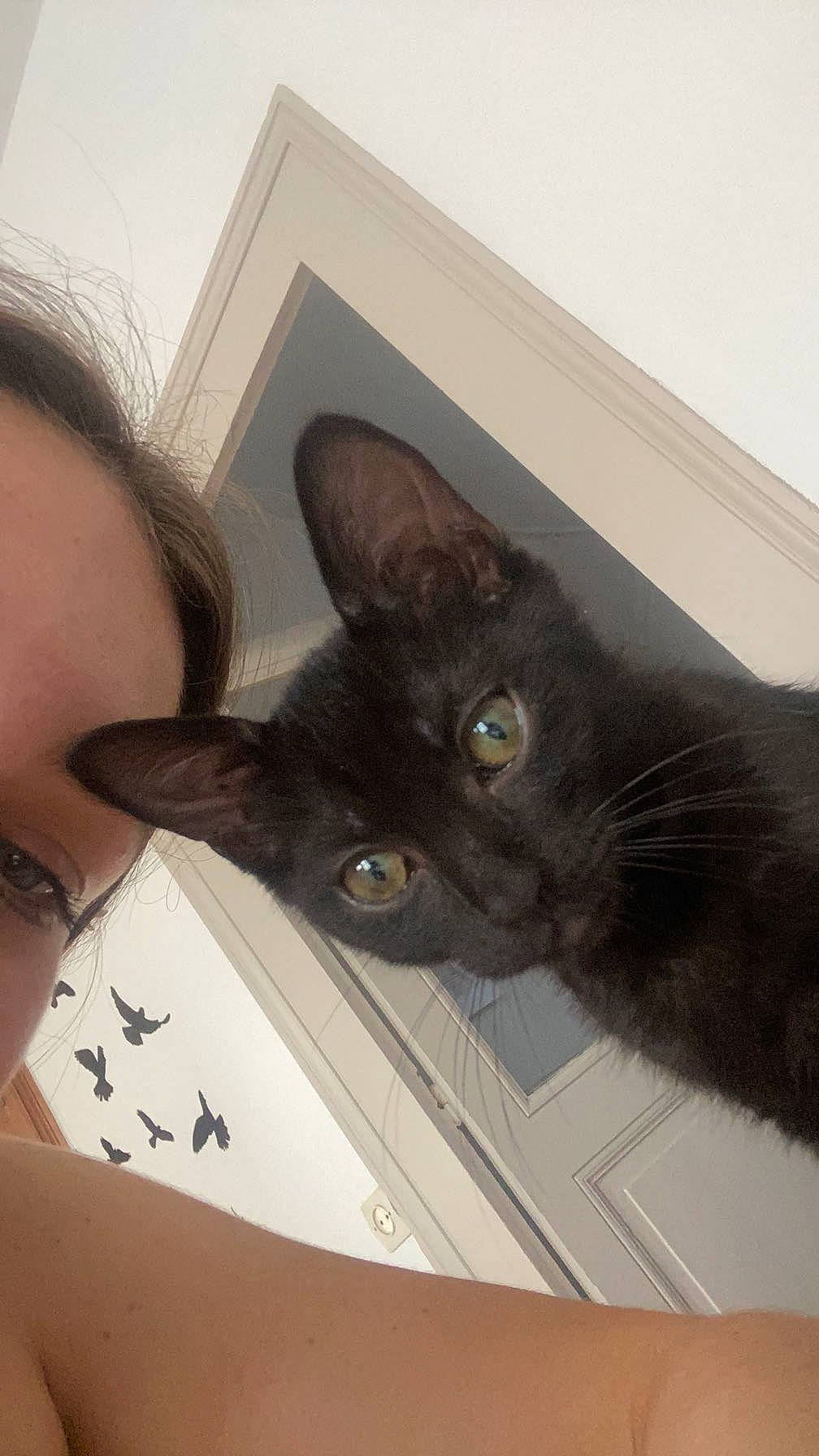 Brownie a rejoint le concours — aidez-le/la à gagner de superbes lots ! black_cat, bombay, box, carnivore, cat, domestic_short_haired_cat, ear, eyelash, felidae, fur, gesture, hardwood, small_to_medium_sized_cats, snout, tail, whiskers, wood