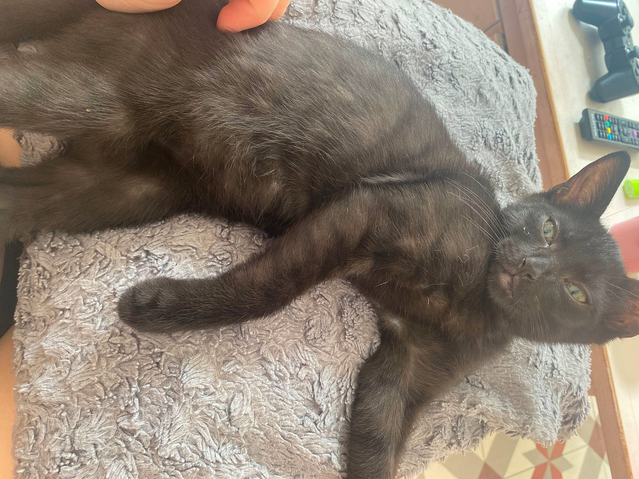 Brownie participe au concours pour gagner de l'argent avec cette photo : carnivore, cat, claw, comfort, domestic_short_haired_cat, felidae, fur, grey, small_to_medium_sized_cats, snout, tail, terrestrial_animal, whiskers