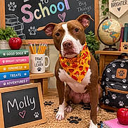 Molly is registered to the contest to win money with this photo: dog, pit_bull, portrait, school, back_to_school, chalkboard, classroom, bandana, backpack, books, pencils, apple, globe, paw_prints, wooden_shelf, indoor, sitting, brown_and_white, pet, educational_theme