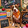 dog, pit_bull, portrait, school, back_to_school, chalkboard, classroom, bandana, backpack, books, pencils, apple, globe, paw_prints, wooden_shelf, indoor, sitting, brown_and_white, pet, educational_theme