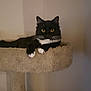 animal, black_fur, cat, cat_tree, cozy, feline, fur, furniture, home_interior, indoor, looking_at_camera, paws, perch, pet, portrait, relaxed, tuxedo_cat, whiskers, white_paws, yellow_eyes