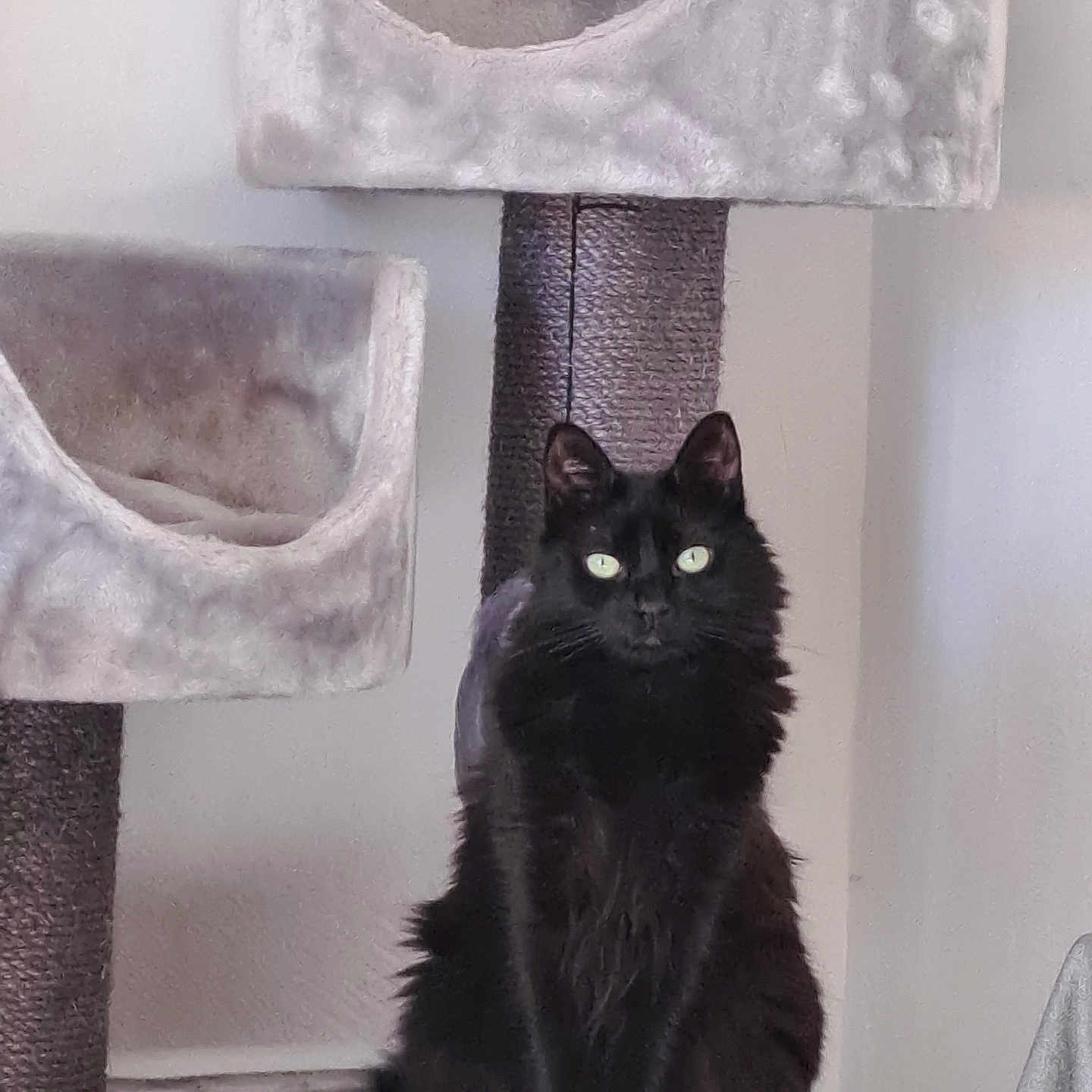 Mia
