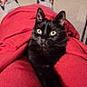 Mia a rejoint le concours — aidez-le/la à gagner de superbes lots ! black_cat, cat, pet, indoor, red_blanket, cozy, green_eyes, feline, stretching_paw, slippers, person, carpet, modern_furniture, living_room, relaxing, cute, domestic_animal, animal, companion, resting